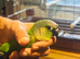 Green cheek baby conure