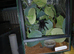 Avicularia Purpurea - Purple Pinktoe
