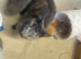 Half maincoon kittens