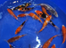 Japanese koi ( mixed breeders)