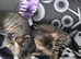 Kittens brother and sister