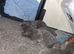 Russian blue babies. Only 2 remaining