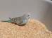 Young budgies for homing