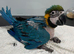 Hand-Rearing Baby Super Tame Blue & Gold Macaw Parrot,30
