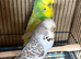 Beautiful budgies for sale