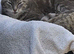 Kittens for sale