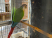 Conure for sale