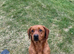 Health tested Ftch line Labrador pups.