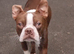 Red Boston Terrier Stud