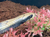 FALSE WATER COBRA