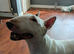 Englishbull terrier