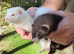 GENUINE MICRO FERRETS