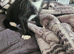 2 kittens loking new family