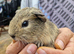 3 female and 1 male guinea pigs, ip3
