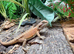Hypo High Orange Genetic Stripe Leatherback Bearded Dragons at Birmingham Reptiles