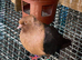 8 fancy pigeons