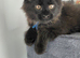 Tica registered x 3 boy black smoke maine coon