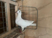 Stock breeding pair of White racer racing pigeons
