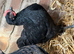 Jersey Giant x Barnevelder