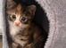 Beautiful kitty&rsquo;s