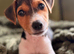 Last Boy Jack Russell Terrier Puppies