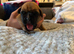 Chunky boxer puppies for sale