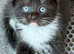Pedigree Siberian Kittens 2 left!