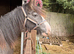 Stunning Irish Cob Gelding
