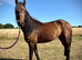 Welsh X Filly to make 14.2