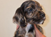 MERLE & CHOCOLATE COCKER SPANIELS