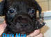 Staffordshire bull terrior puppys
