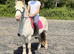 12.2/3H - 4Yo - Blagdon Cob - Gelding - Potential Kids Pony