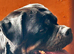 Very sweet stunning multi cham. pedigree Rottweiler female needs a home