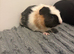 Female 3 month old tame guinea pig