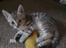 Stunning Bengal X Tabby Kittens – Beautiful Golden Glitter Sheen