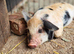 Kune Kune Piglets Ready To Leave Now. Boys and Girls. Beautiful Markings! Boys £40, Girls £140