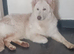 Lilac German shepherd girl 1year old