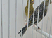 BEAUTIFUL PROVEN PAIR LIZARDS CANARIES