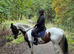 15.3hh 6yo ISH mare for sale