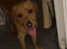 Fox red male Labrador