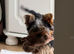 Yorkshire Terrier boys