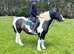 14.3hh safe cob