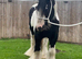 Black and white riding gelding 9 year old