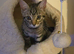 Little 17 week old Tabby girl