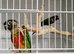 Gorgeous Pair Of Tame Conures