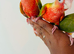 Hand reared conure for sale