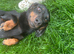 Sziszi looking for ever home