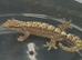 Mourning geckos