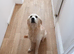 Golden retriever female