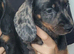 Last dachshund boy forsale!